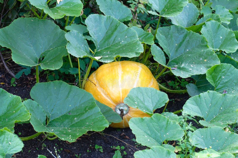 Pumpkin plants with rich harvest on field