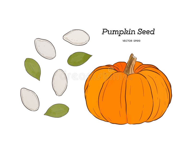 Seed Germination Clipart Black And White Pumpkin