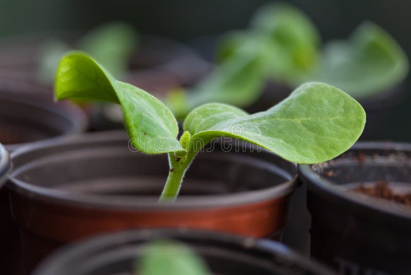 pumpkin seedlings for sale pumpkin seedlings for sale