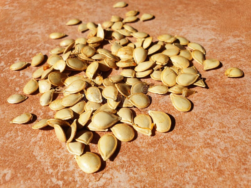 Pumpkin Seeds are Dried in the Sun. Stock Photo Image of fresh, crop
