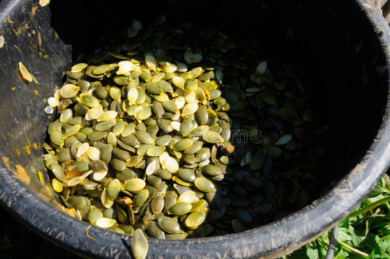 Pumpkin Seeds, Edible Seeds of a Pumpkin Stock Image Image of