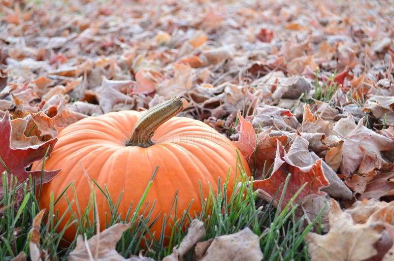 Pumpkin Sitting in Frosty Leaves at Dawn Stock Photo - Image of nature ...