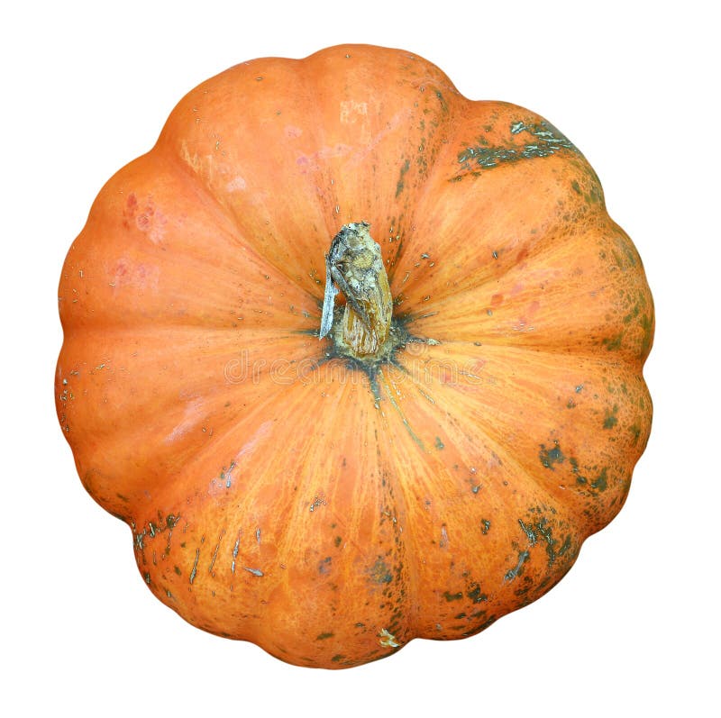 586 Cinderella Pumpkin Stock Photos Free & RoyaltyFree Stock Photos