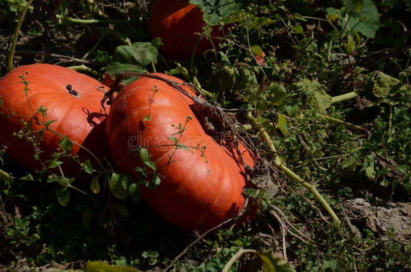 Pumpkin and squash field stock photos