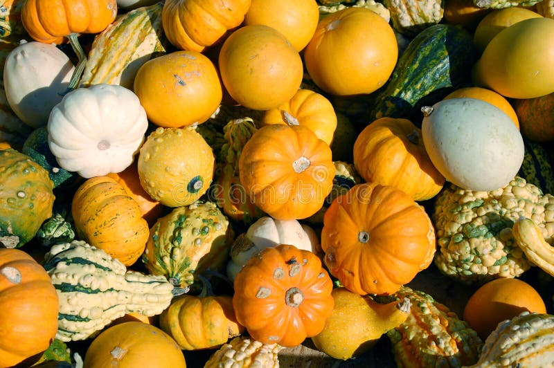 Pumpkin, squash, and gourd stock photo