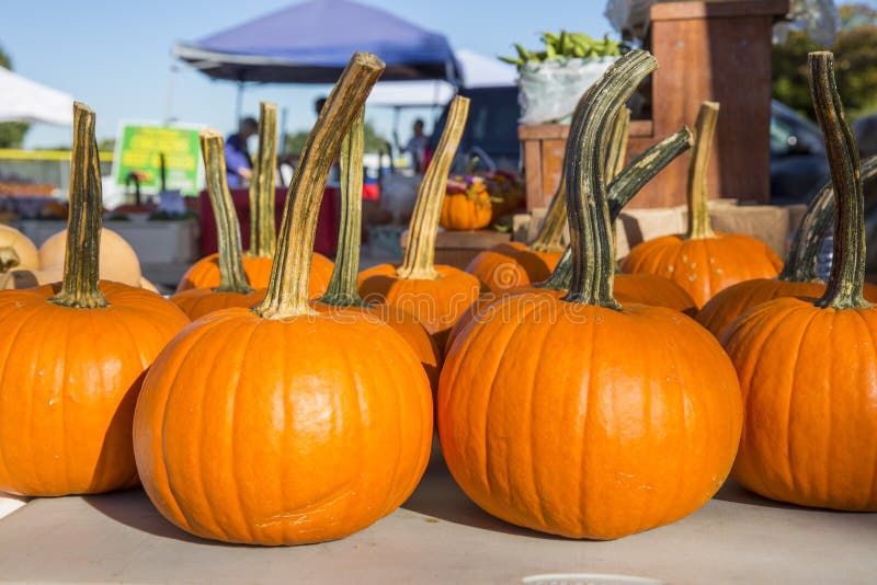 pumpkin stem preschool pumpkin stem preschool