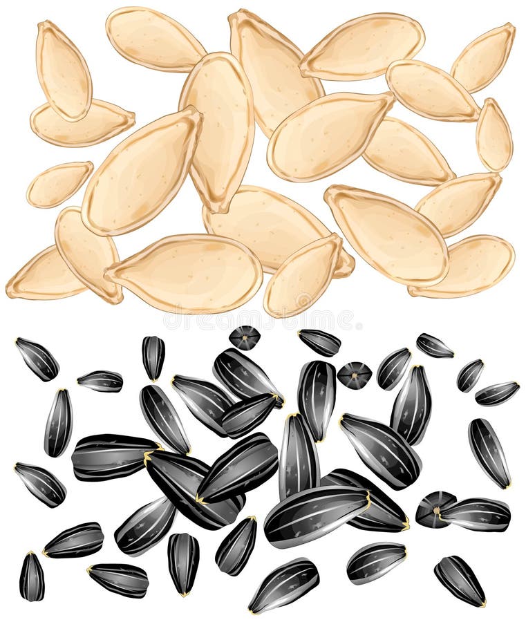Pumpkin and Sunflower Seeds Stock Vector Illustration of palatable
