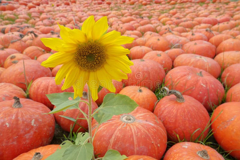 Pumpkin and sunflower stock image. Image of closeup 160612087
