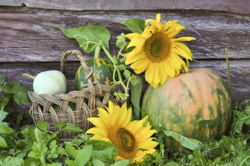 Pumpkin and sunflowers stock photo. Image of vegetarian 21112428
