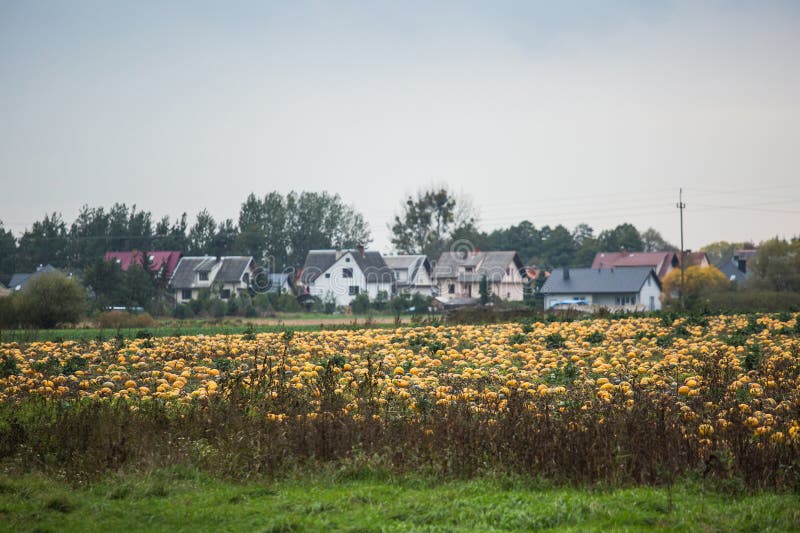 Pumpkin field on organic farm stock photos