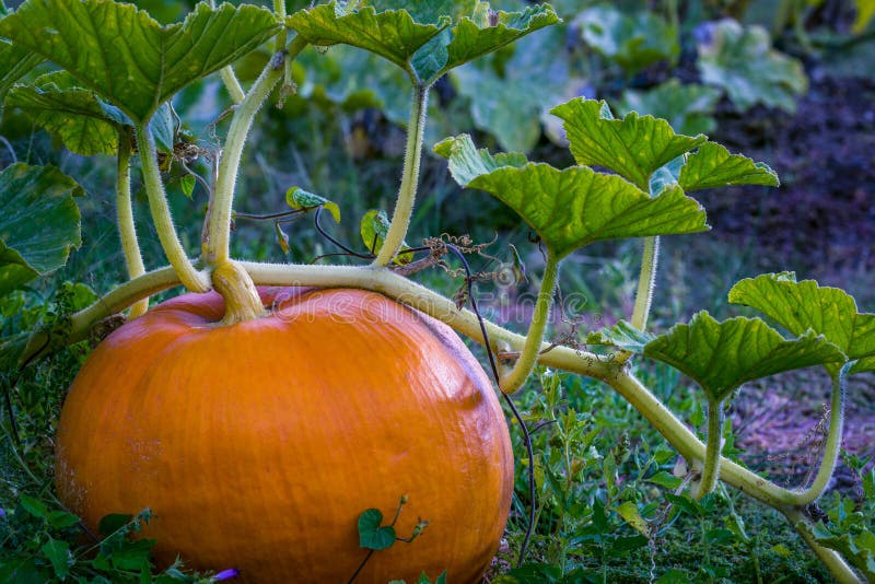 4,527 Pumpkin Vine Stock Photos Free & RoyaltyFree Stock Photos from