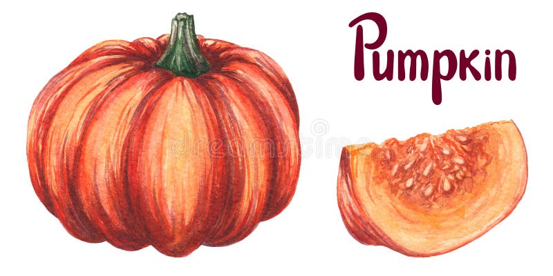 Pumpkin watercolor hand draw illustration. Orange pumpkin whole, slice, cut with seeds. Autumn vegetable isolated on white