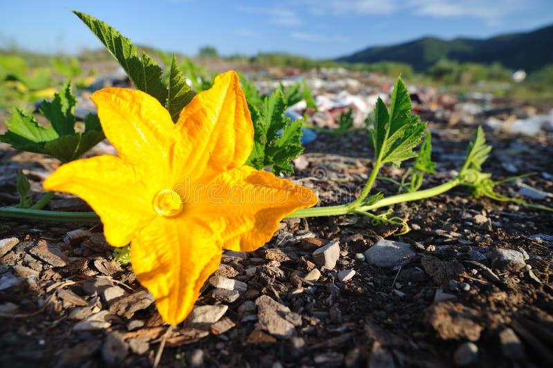 Pumpkin yellow flower stock image. Image of orange, petal 21023769