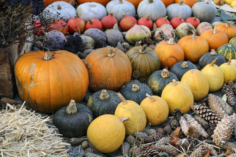 Pumpkin, zucchini. stock image. Image of pumpkin, holiday 162522211