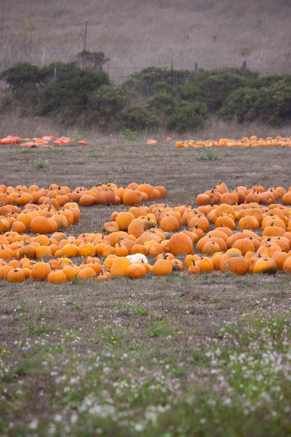 Pumpkins