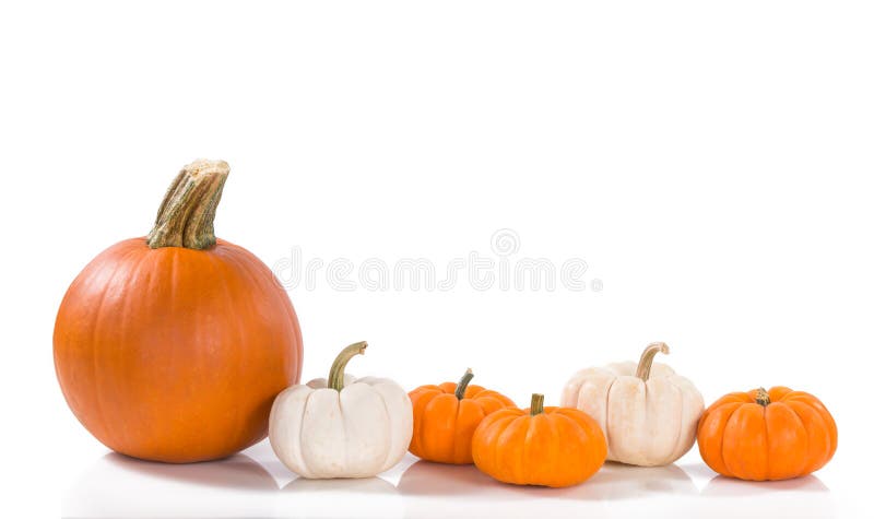 Pumpkins against white background