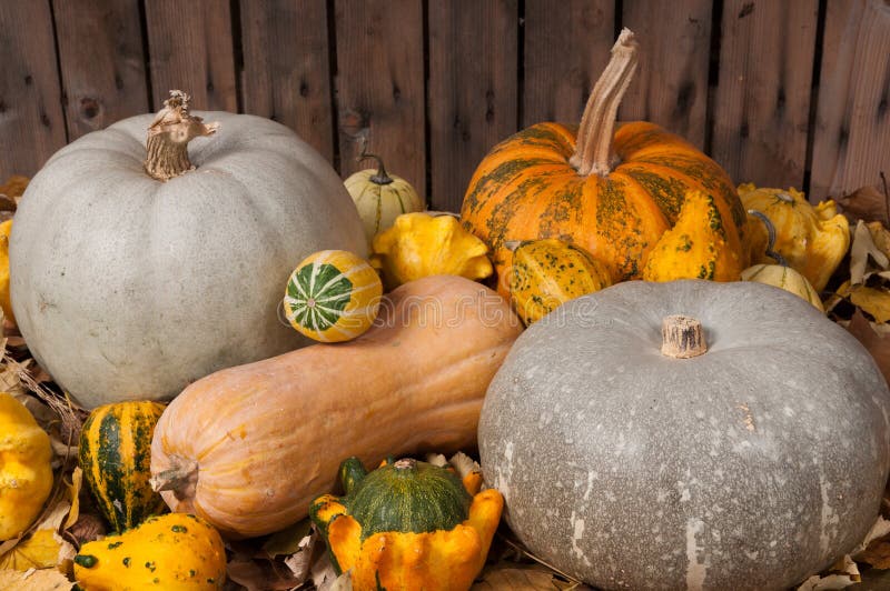 Pumpkins in the autumn