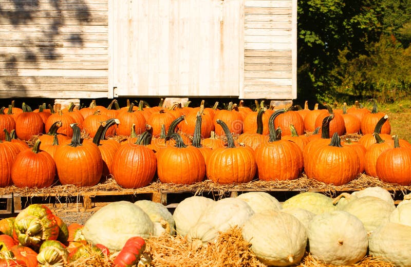 Pumpkins on the Autumn Market Stock Photo - Image of small, market ...