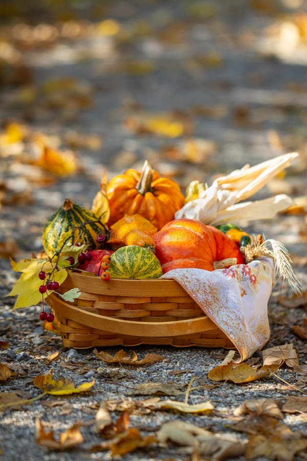 Pumpkins in Basket. Autumn Harvest. Outdoor Still Life Stock Image ...