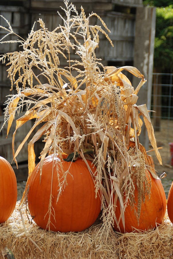 345 Pumpkins Corn Stalks Stock Photos - Free & Royalty-Free Stock ...