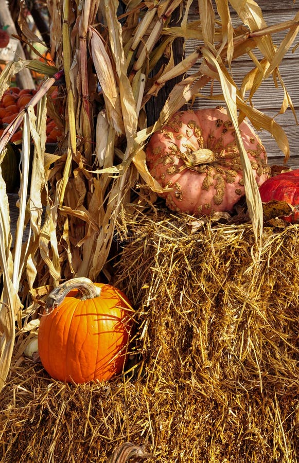 Pumpkins With Corn Stalks And Hay Bales At Harvest Time Stock Image