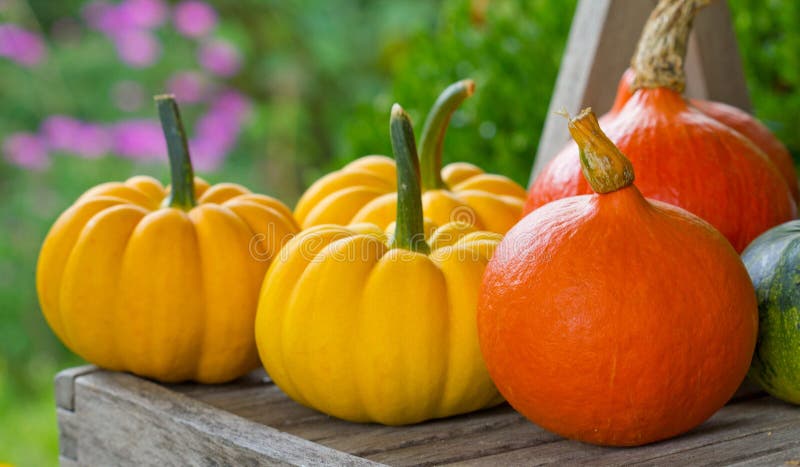 Pumpkins stock image