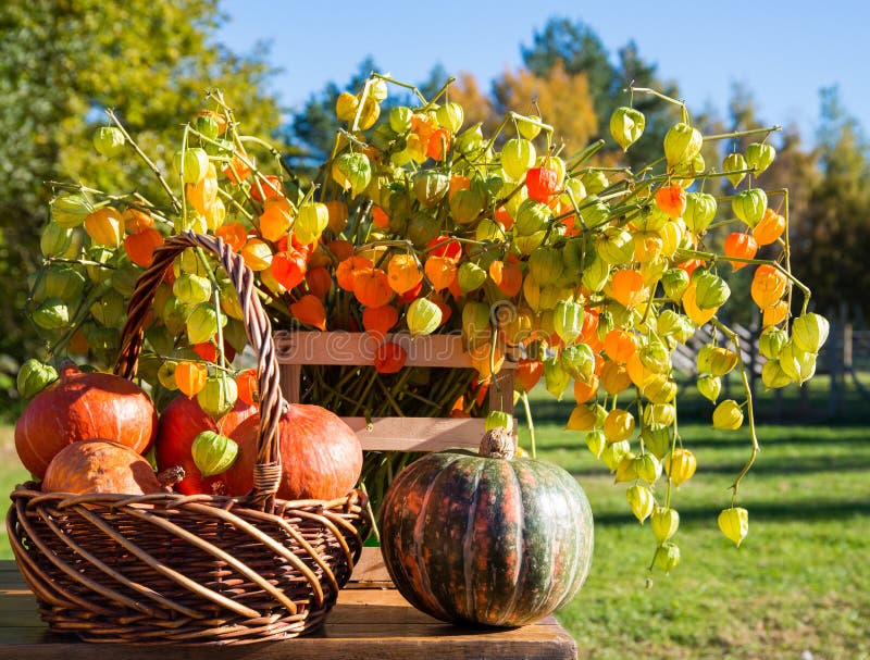 Pumpkins in a basket and autumn flowers