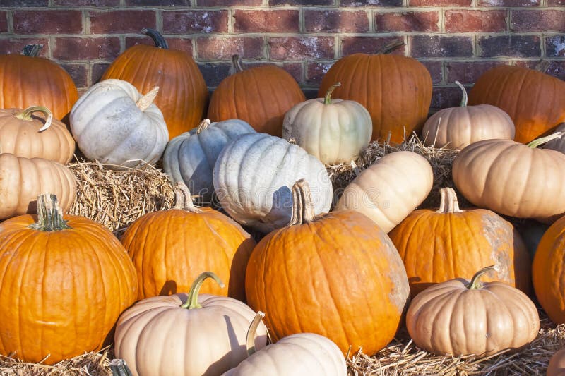 Pumpkins and gourds stock image. Image of agriculture 16131683