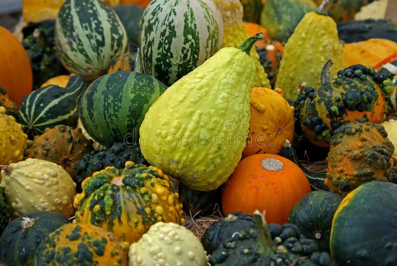 Pumpkins and gourds stock image. Image of farmers, gourd 21527497