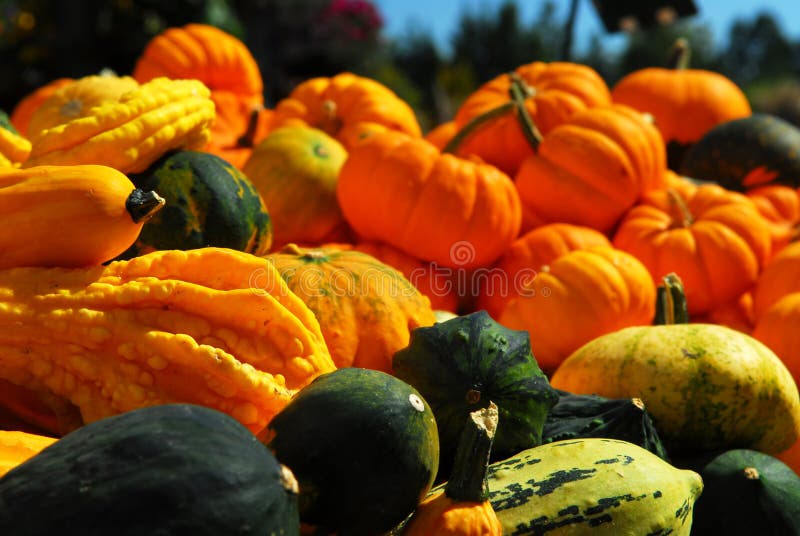 Pumpkins and gourds stock image. Image of halloween, mini 3259443
