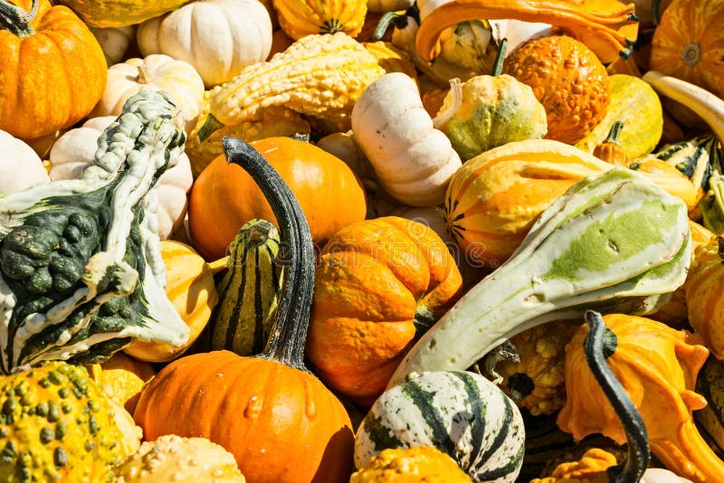 Pumpkins and gourds stock photo. Image of agriculture 60274510
