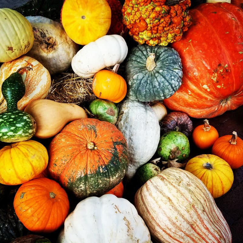 Pumpkins and Gourds stock image. Image of gourds, decorative - 19466417