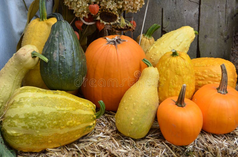 Pumpkins, Gourds and Squash