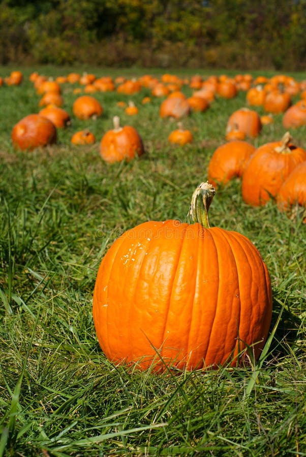 Pumpkins on green grass field in pumpkin patch stock image Pumpkins on green grass field in pumpkin patch stock image