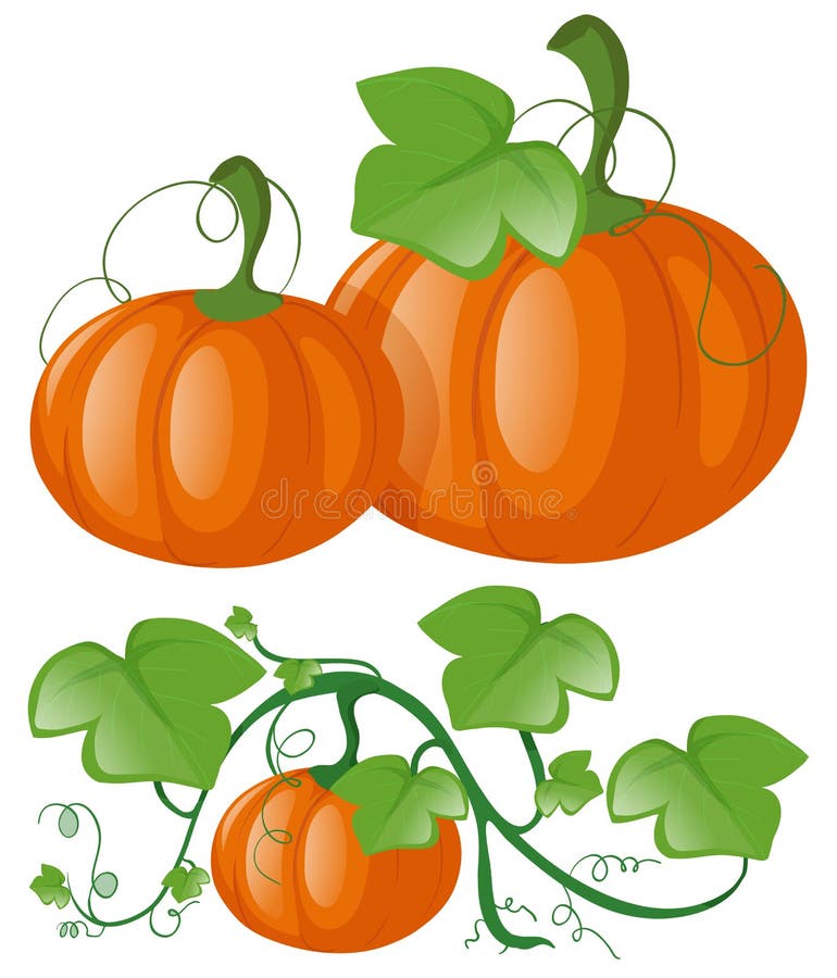 Pumpkin Vine Stock Illustrations – 949 Pumpkin Vine Stock Illustrations, Vectors & Clipart - Dreamstime Pumpkin Vine Stock Illustrations – 949 Pumpkin Vine Stock Illustrations, Vectors & Clipart - Dreamstime