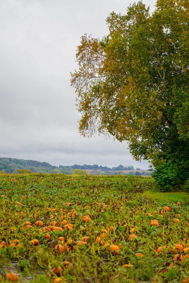 Pumpkins Growing in a Field with a Tree Stock Photo - Image of colorful ...