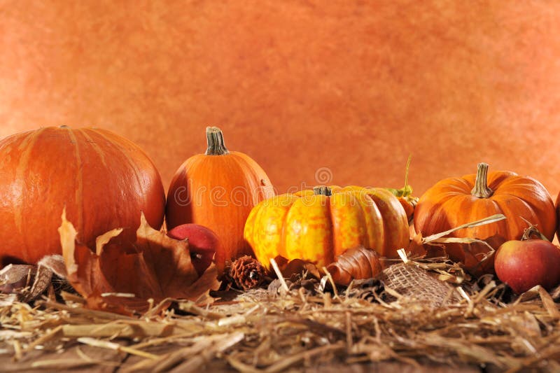 Pumpkins stock image. Image of squash, copy, harvest - 53745959