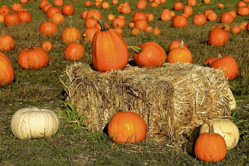 Pumpkins and Hay Bale stock image. Image of leaves, miniature 21278247