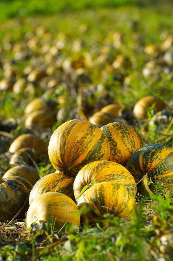 Pumpkins are Ready for Harvest Stock Image Image of agriculture