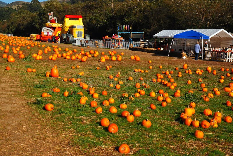 Pumpkins are Ready for the Picking at a Farm Editorial Stock Photo