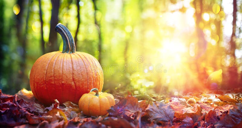 Pumpkins On Red Leaves In Autumn Forest