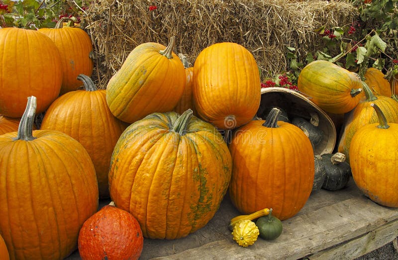 Pumpkins for sale