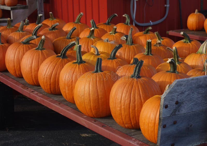 Pumpkins for sale at farm market royalty free stock photography Pumpkins for sale at farm market royalty free stock photography