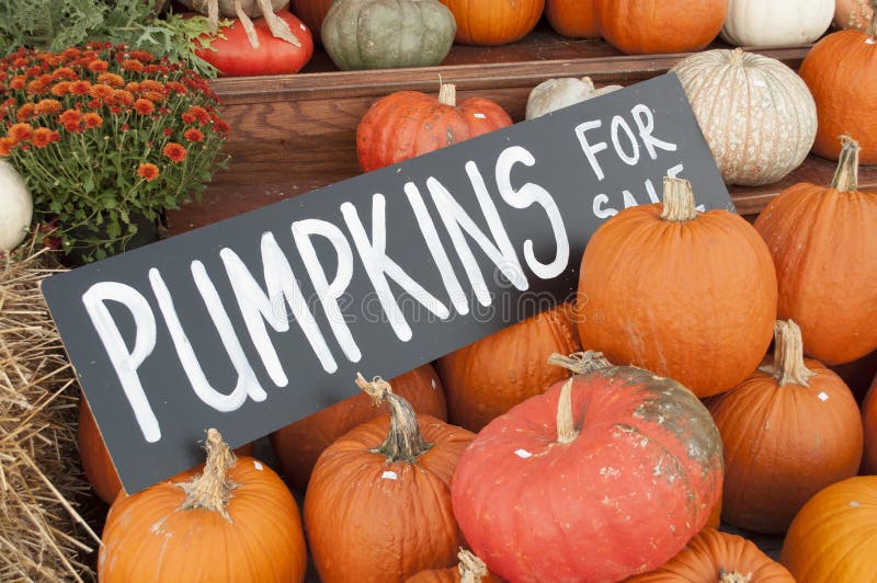 Pumpkins for Sale stock photo. Image of sale, pumpkins 46033174