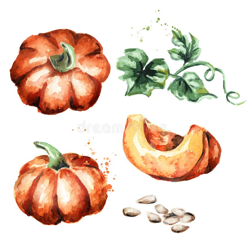 Pumpkins set. Watercolor illustration vector illustration Pumpkins set. Watercolor illustration vector illustration