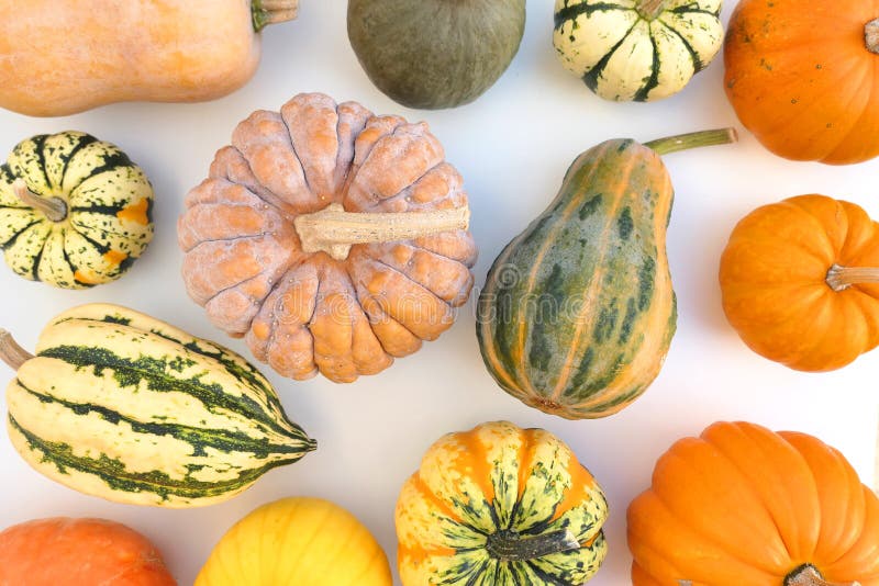 Pumpkins and squashes stock photo. Image of background 208814498