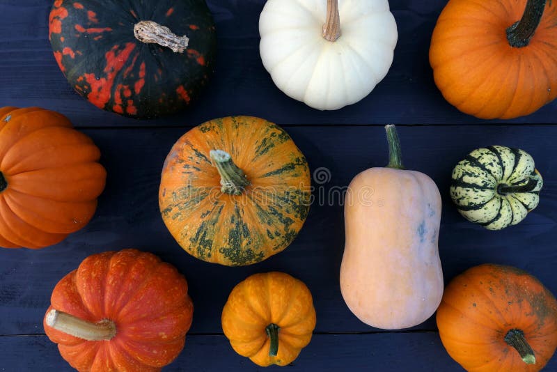 Pumpkins and Squashes Varieties Stock Image Image of butternut, food