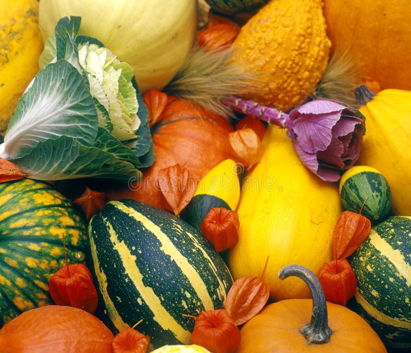 Pumpkins still life