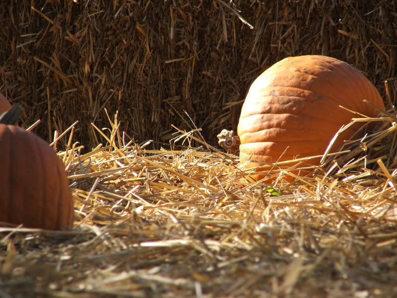 Pumpkins in the straw stock image. Image of thanksgiving - 267715