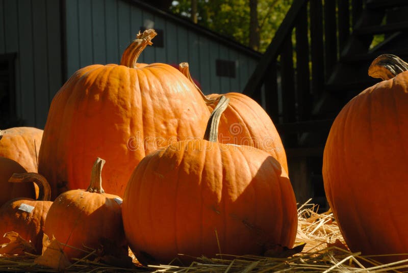 Pumpkins on straw on a sunny day